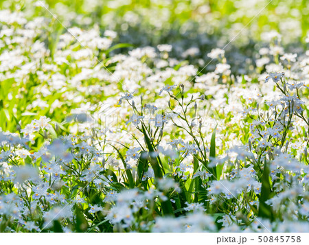 綾部市のシャガの花群生地 50845758