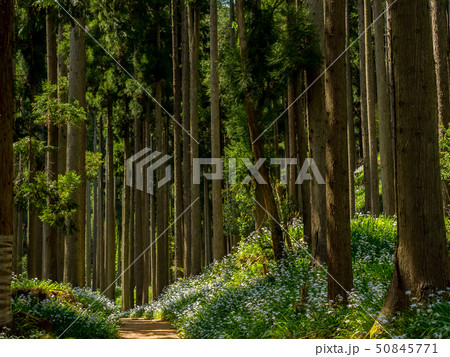 綾部市のシャガの花群生地 綾部市のシャガの花群生地 50845771