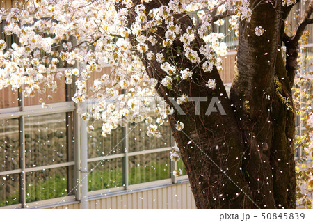 青梅の瘡守稲荷神社にある山桜(3) 青梅の瘡守稲荷神社にある山桜(3) 50845839