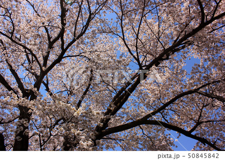 青梅の瘡守稲荷神社にある山桜(5) 50845842