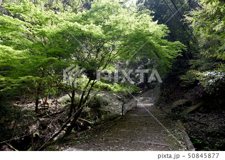 上醍醐　参道 50845877