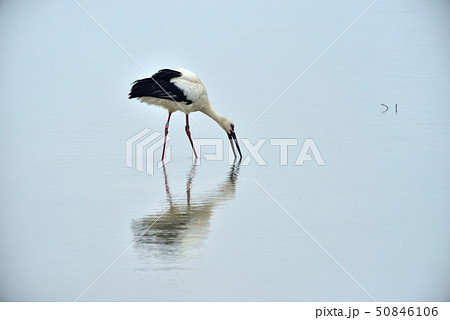 宮古島／コウノトリ 50846106