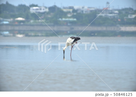 宮古島／コウノトリ 50846125