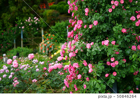 霊山寺・アンジェラ5 霊山寺・アンジェラ5 50846264
