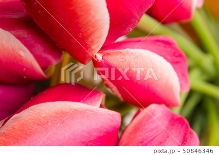 Closeup red and pink tulips on the green background 50846346