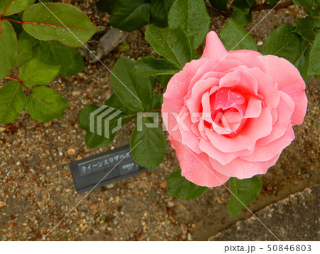 初夏のびわ湖大津館　バラ　クイーンエリザベス 50846803
