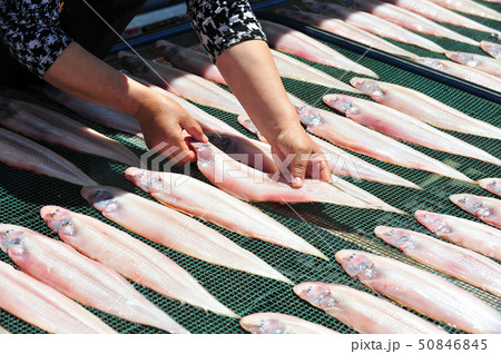 西大 カレイ 魚 50846845