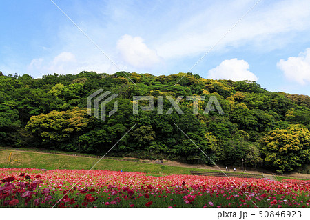 花の国（初夏） 50846923