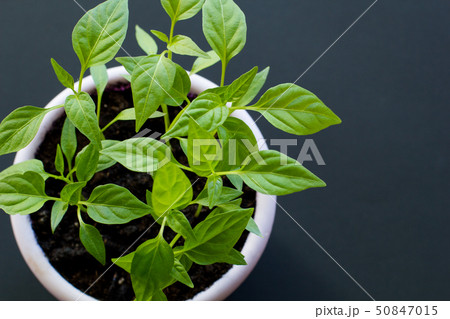 Sprouts of hot Vietnamese pepper in a purple pot Sprouts of hot Vietnamese pepper in a purple pot 50847015