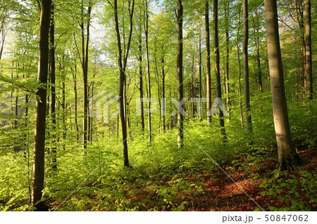 Spring deciduous forest at dawn 50847062