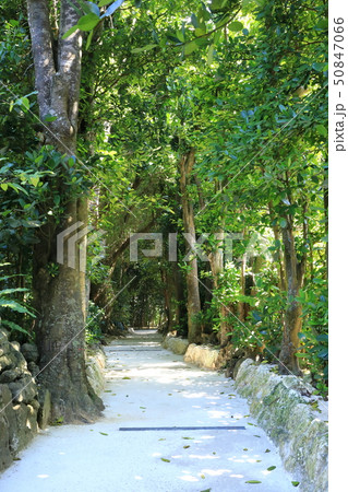 備瀬のフクギ並木 50847066