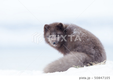 Close up of an Arctic fox in winter Close up of an Arctic fox in winter 50847105