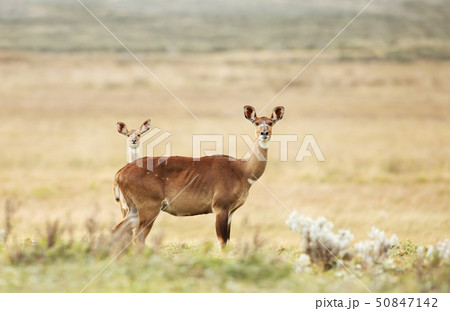 Female Mountain Nyala with a juvenile Female Mountain Nyala with a juvenile 50847142