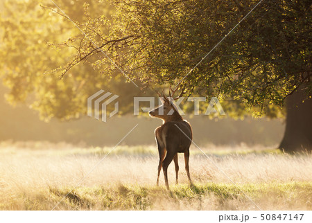 Young Red deer standing under the tree at sunrise 50847147