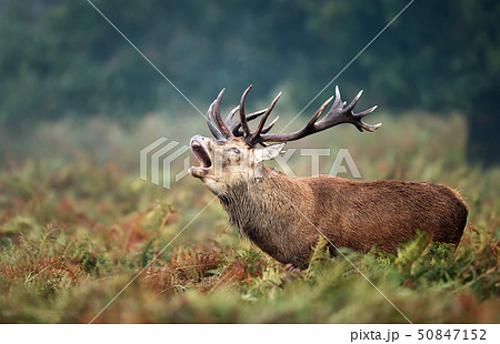 Red deer stag calling during rutting season Red deer stag calling during rutting season 50847152