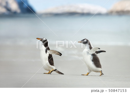 Gentoo penguin chick chasing its parent to be fedの写真素材 Gentoo penguin chick chasing its parent to be fedの写真素材