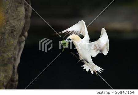 Northern gannet in flight with nesting material  50847154