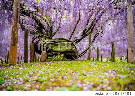 河内藤園　藤の景観 50847401