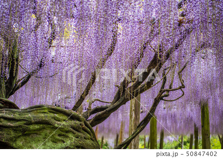 河内藤園　藤の景観 50847402