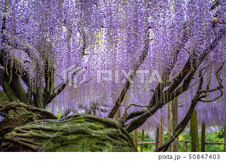 河内藤園　藤の景観 50847403