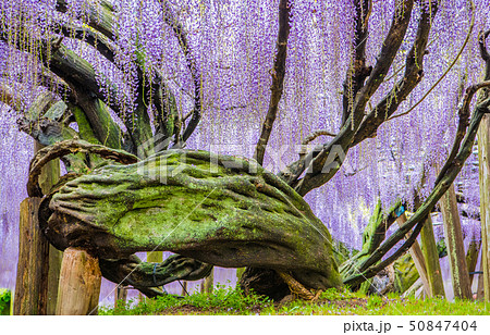 河内藤園　藤の景観 50847404