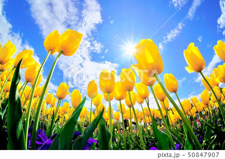 群馬 フラワーパーク チューリップ畑 50847907