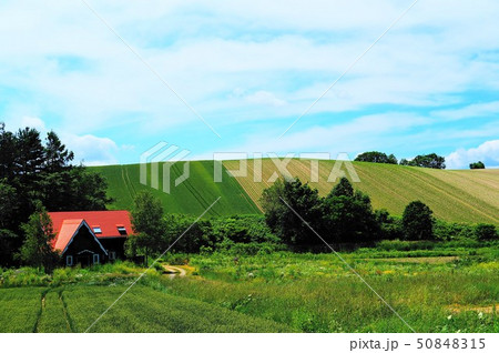 北海道美瑛の丘 50848315