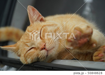猫 野良猫 茶トラ チャー坊 オス 快晴 五月 のんびり ゴロゴロ 寝る 食べるの写真素材