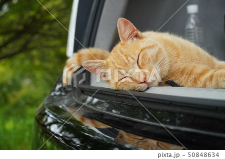 猫 野良猫 茶トラ チャー坊 オス 快晴 五月 のんびり ゴロゴロ 寝る 食べるの写真素材