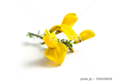 closeup of broom branch of yellow flowers 50849609