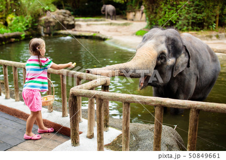 Kids feed elephant in zoo. Family at animal park. 50849661