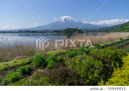 河口湖と富士山 50849835