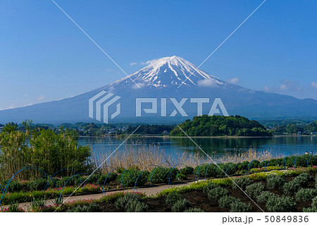 河口湖と富士山 50849836