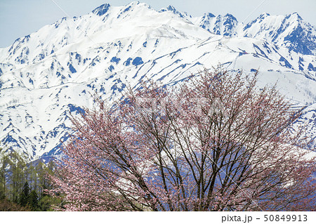 長野県　白馬村　野平の桜 50849913