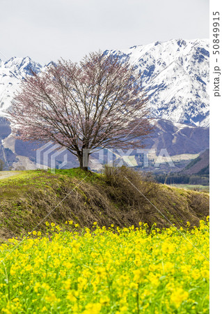 長野県　白馬村　野平の桜 50849915