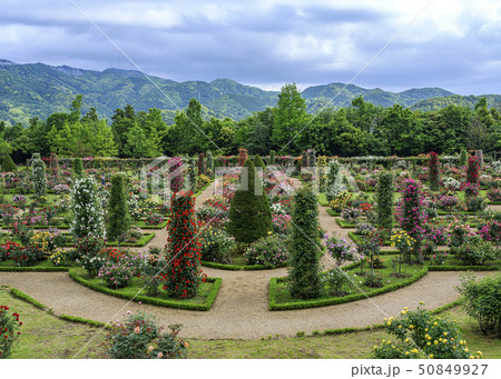 ローズガーデン 50849927