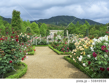 ローズガーデン 50849936