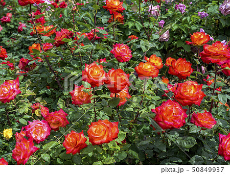ローズガーデン 50849937