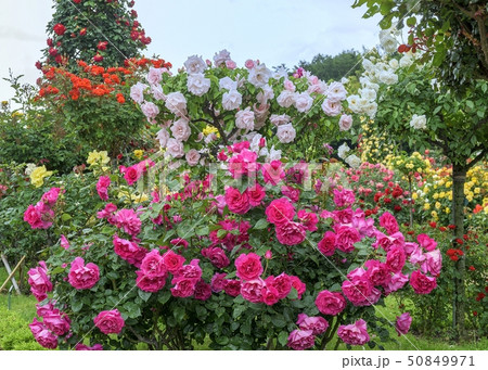 Rose Garden - Stock Photo [50849971] - PIXTA