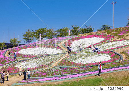 大森芝桜まつり 大森芝桜まつり 50849994