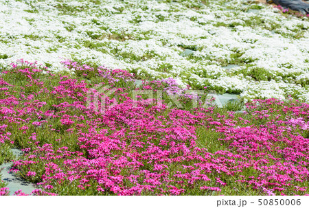 大森芝桜まつり 50850006