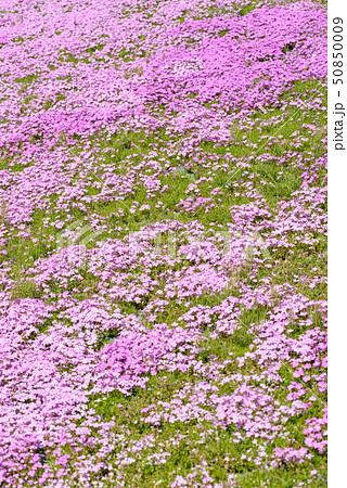 大森芝桜まつり 大森芝桜まつり 50850009