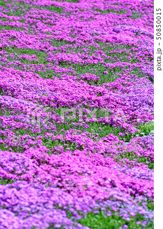 大森芝桜まつり 50850015