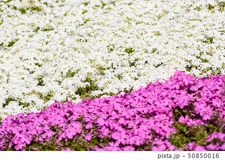 大森芝桜まつり 50850016