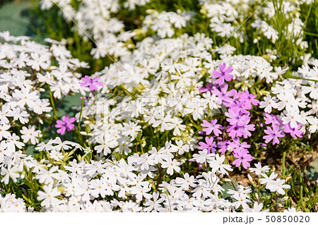 大森芝桜まつり 50850020