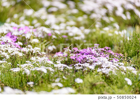 大森芝桜まつり 50850024