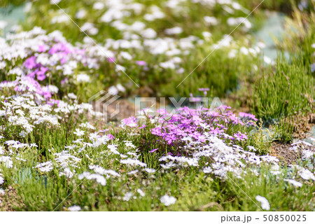 大森芝桜まつり 50850025