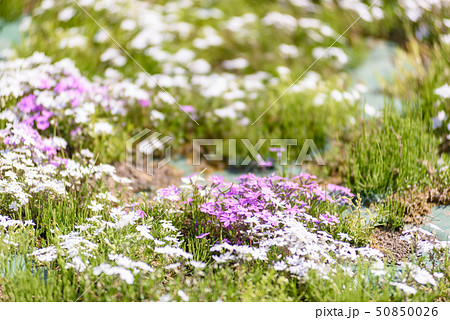 大森芝桜まつり 50850026