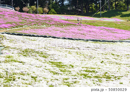 大森芝桜まつり 50850029