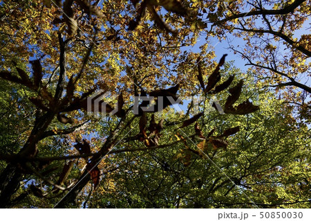 森の中で見上げる 50850030